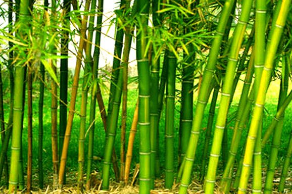 Bamboo 