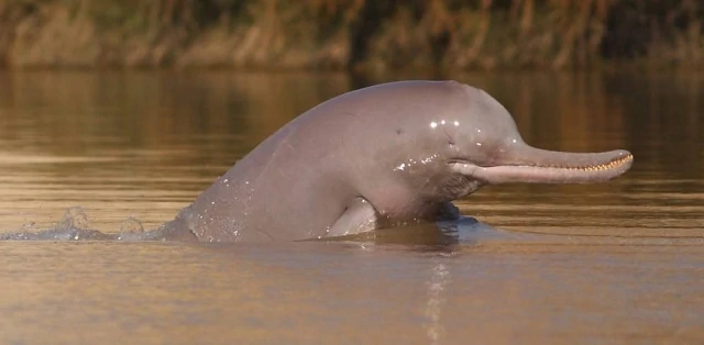 First organised census to estimate Indus dolphin begins in India