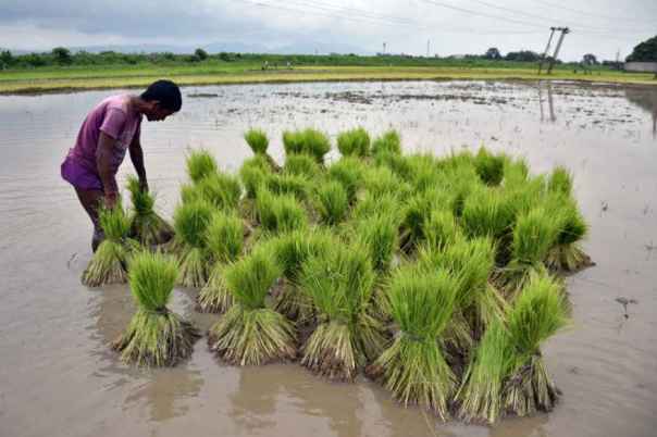 केंद्र सरकार ने खरीफ फसलों की एमएसपी बढ़ाने की मंजूरी दी