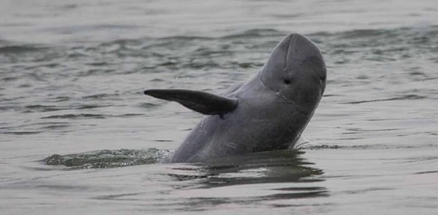 Population of critically endangered river dolphin increases for first time