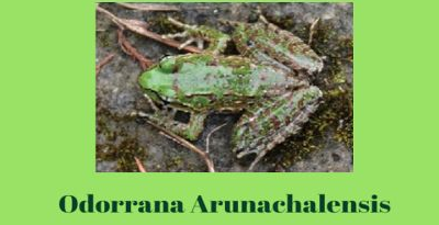 Scientists discovered new frog species Odorrana Arunachalensis