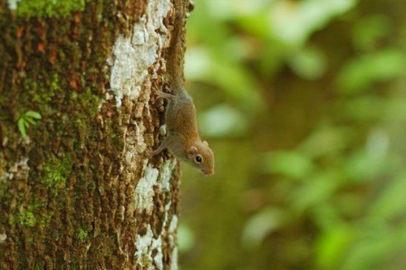 Worlds smallest squirrel discovered in Indonesian forest 
