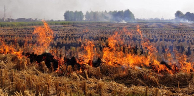 Environment Ministry approves Rs 100 crore worth project to tackle Stubble Burning