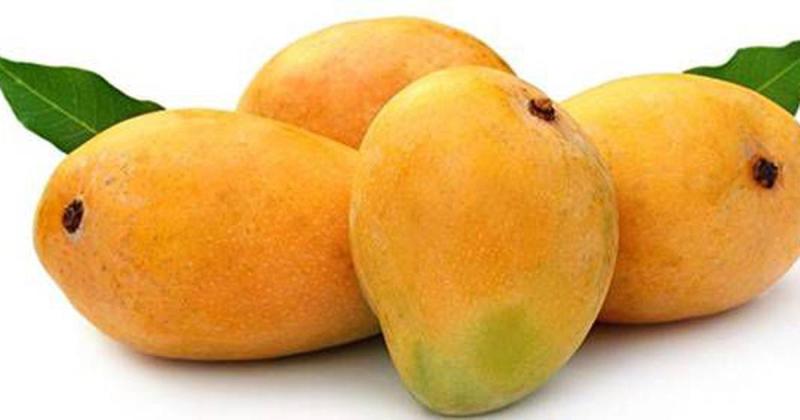 Konkan Alphonso known as king of mangoes gets GI tag in hindi