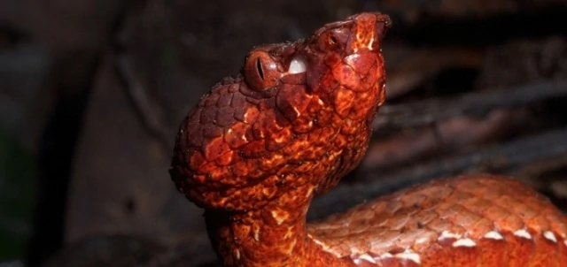New species of pit viper snake