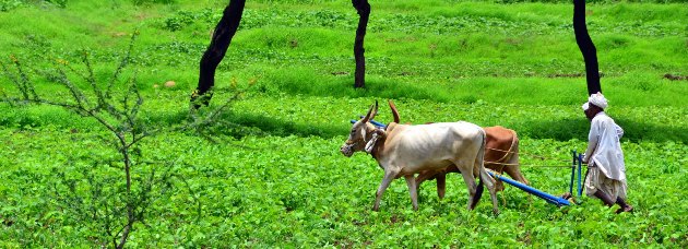 Union Agriculture Ministry launches six new user friendly features of e-NAM Platform