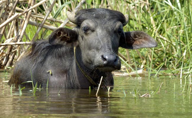 भारत की में पहली बार असमिया भैंस की क्लोनिंग की गई