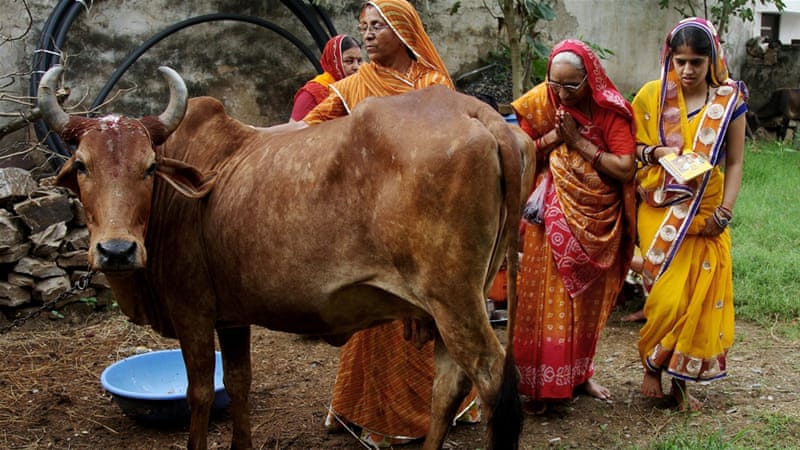 200 वर्ष बाद केवल गाय सबसे बड़ी स्तनधारी जीव होगी: अध्ययन