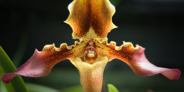 Flowering plants originated 250 million years ago, says Study