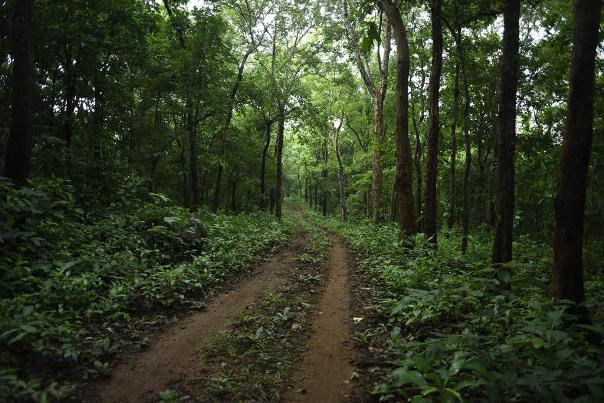 अंतरराष्ट्रीय वन दिवस 21 मार्च को मनाया गया