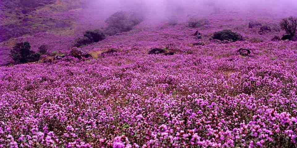 तमिलनाडु सरकार द्वारा नीलकुरिंजी पौधे के संरक्षण की घोषणा
