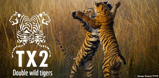 Nepal to become world's first country to double its tiger population