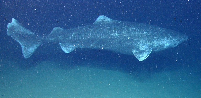 New shark species discovered in Atlantic Ocean