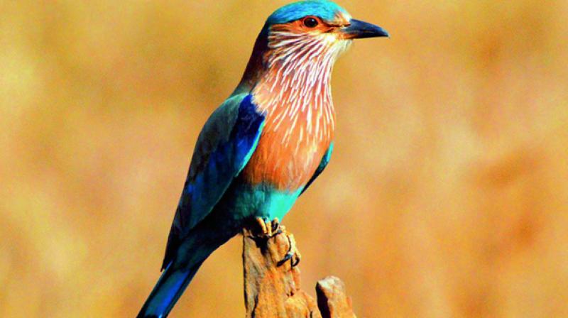आन्ध्र प्रदेश ने नये राजकीय प्रतीकों की घोषणा की