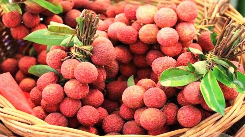 बिहार की ‘शाही लीची’ को जीआई टैग प्राप्त हुआ
