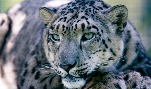 IUCN declares Snow Leopard no longer endangered