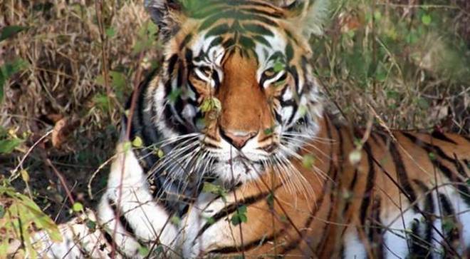 India kicks off Nationwide Tiger Census