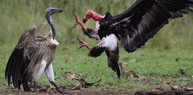 Three nests of rare vulture species discovered in Cambodia