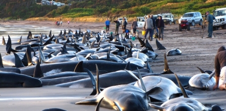 Solar storms may have caused beaching of whales: Scientists