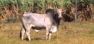 भारत और ब्राजील के बीच जेबू कैटल जेनोमिक्स हेतु एमओयू को मंजूरी