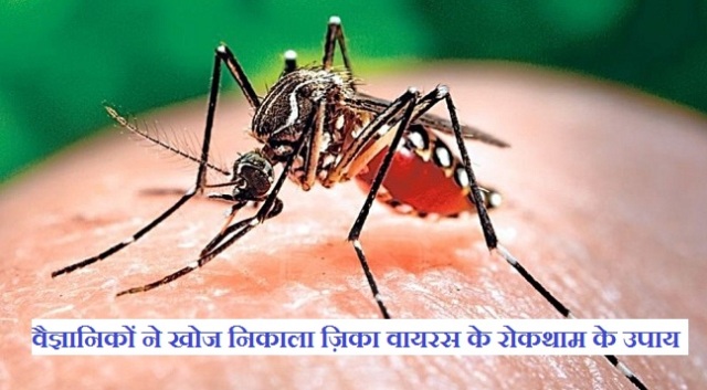  वैज्ञानिकों ने दुनिया का पहला पौधा-आधारित ज़िका वैक्सीन विकसित किया