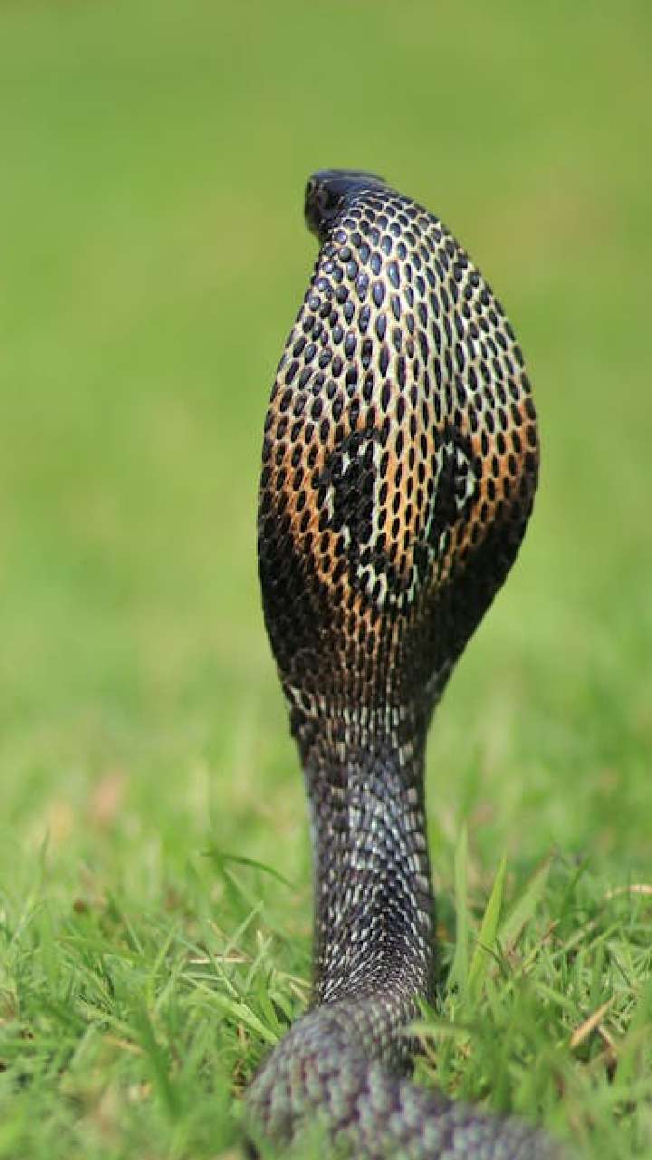 Boost Your Knowledge: Name The National Reptile Of India?