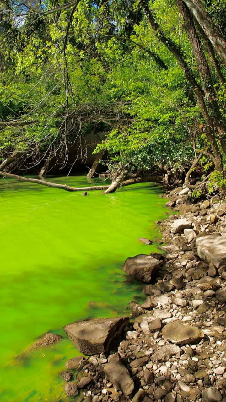 Eutrophic Lake: क्यों हरा दिखता है झील का पानी?