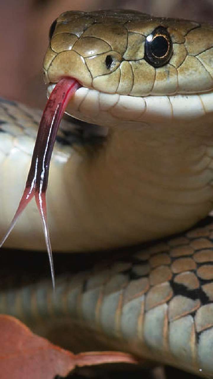 7 Most Poisonous Snakes In The World