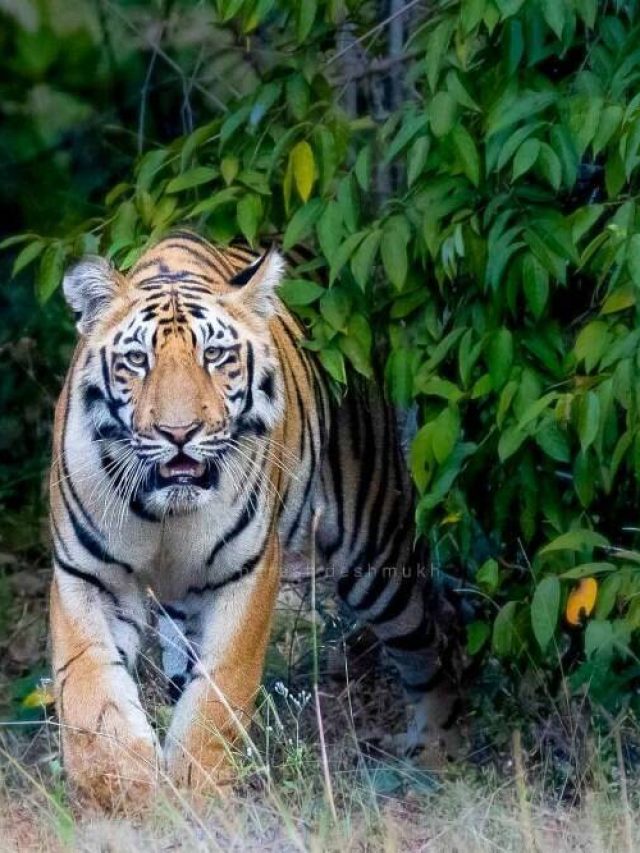 International Tiger Day 2022: Significance & Quotes.