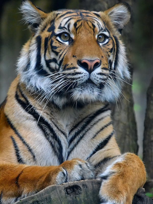 Top 10 Largest Tiger Reserves in India