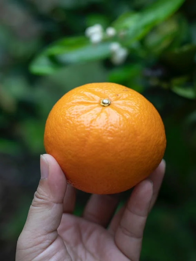 Orange Vs Tangerine: Six important differences